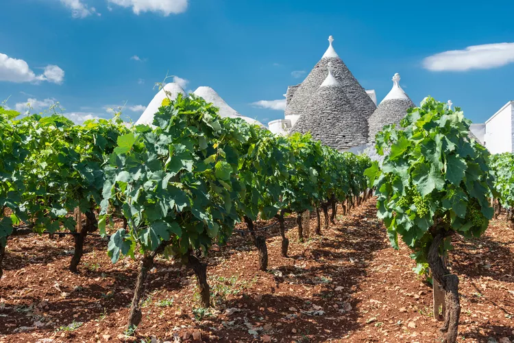 sicily-puglia-regional-wine-guide-ft-blog1222-5ebf8e83340b4845b0cfff7c8f4c73f5 Tinh hoa rượu vang Puglia - Khi Primitivo và Negroamaro chinh phục thế giới