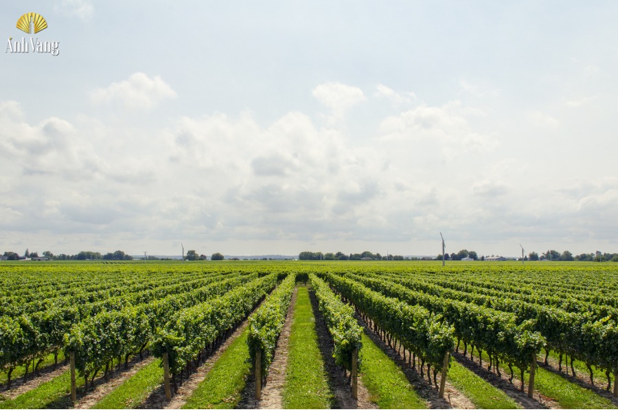 vung-san-xuat-ruou-vang-2