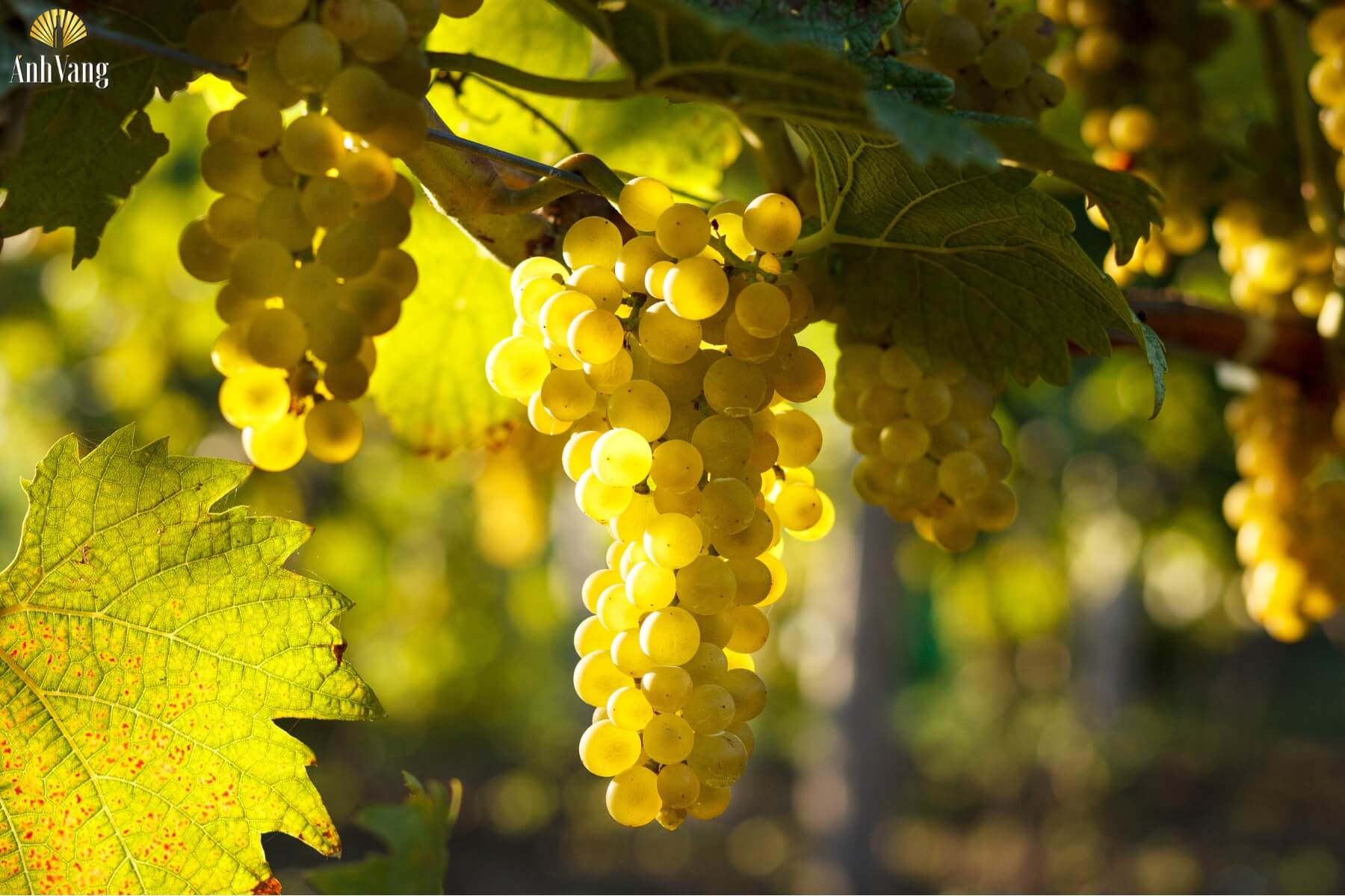 cach-lam-ruou-vang-nho-kieu-phap-11