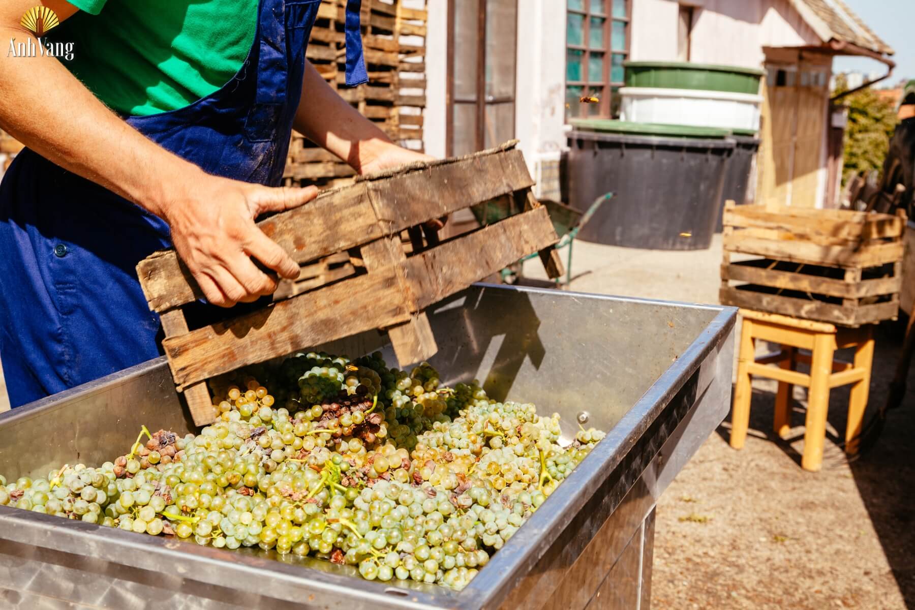 cach-lam-ruou-vang-nho-kieu-phap-12