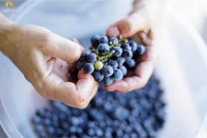 cach-lam-ruou-vang-nho-kieu-phap-9