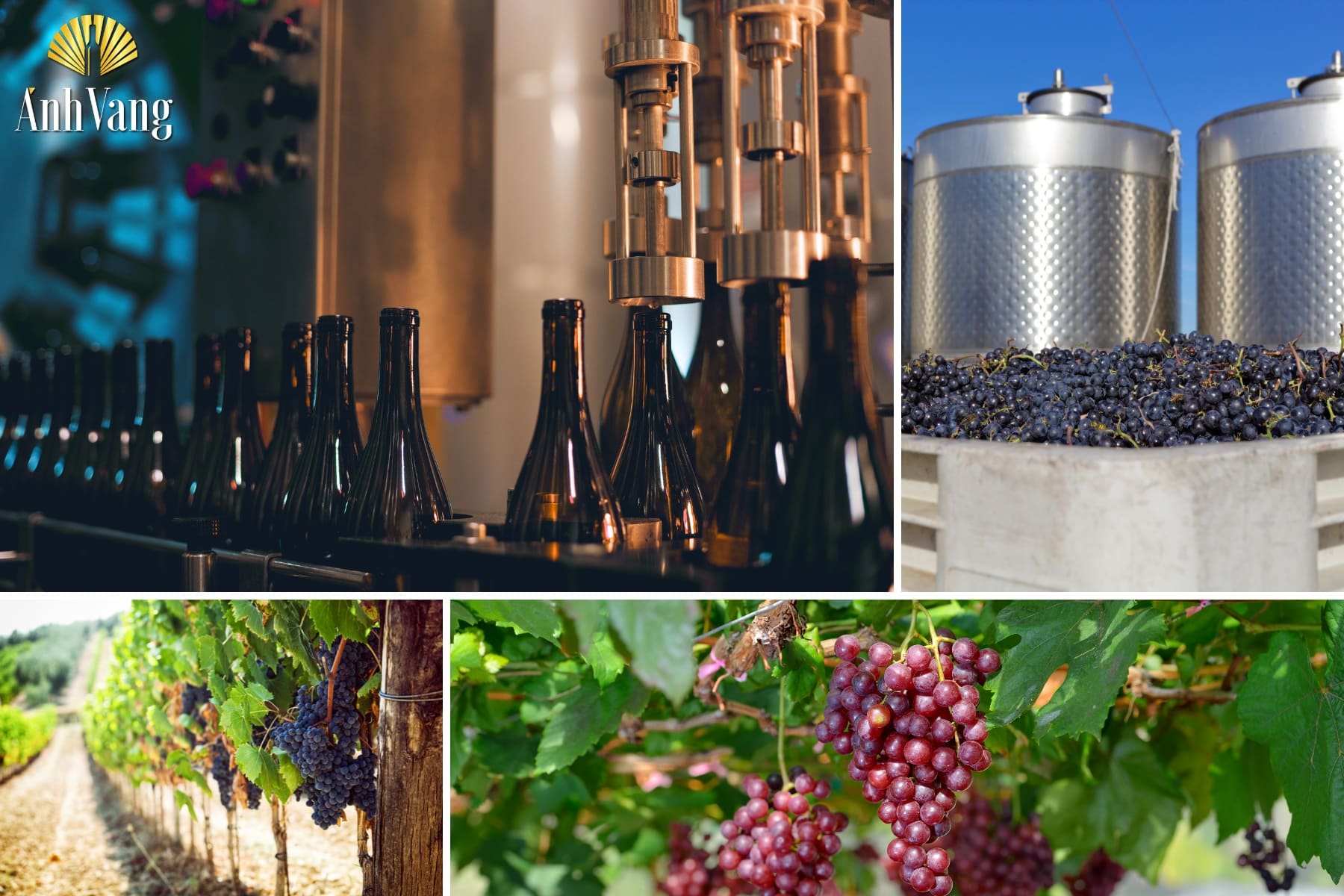 ruou-vang-do-co-vi-gi-cac-yeu-to-anh-huong