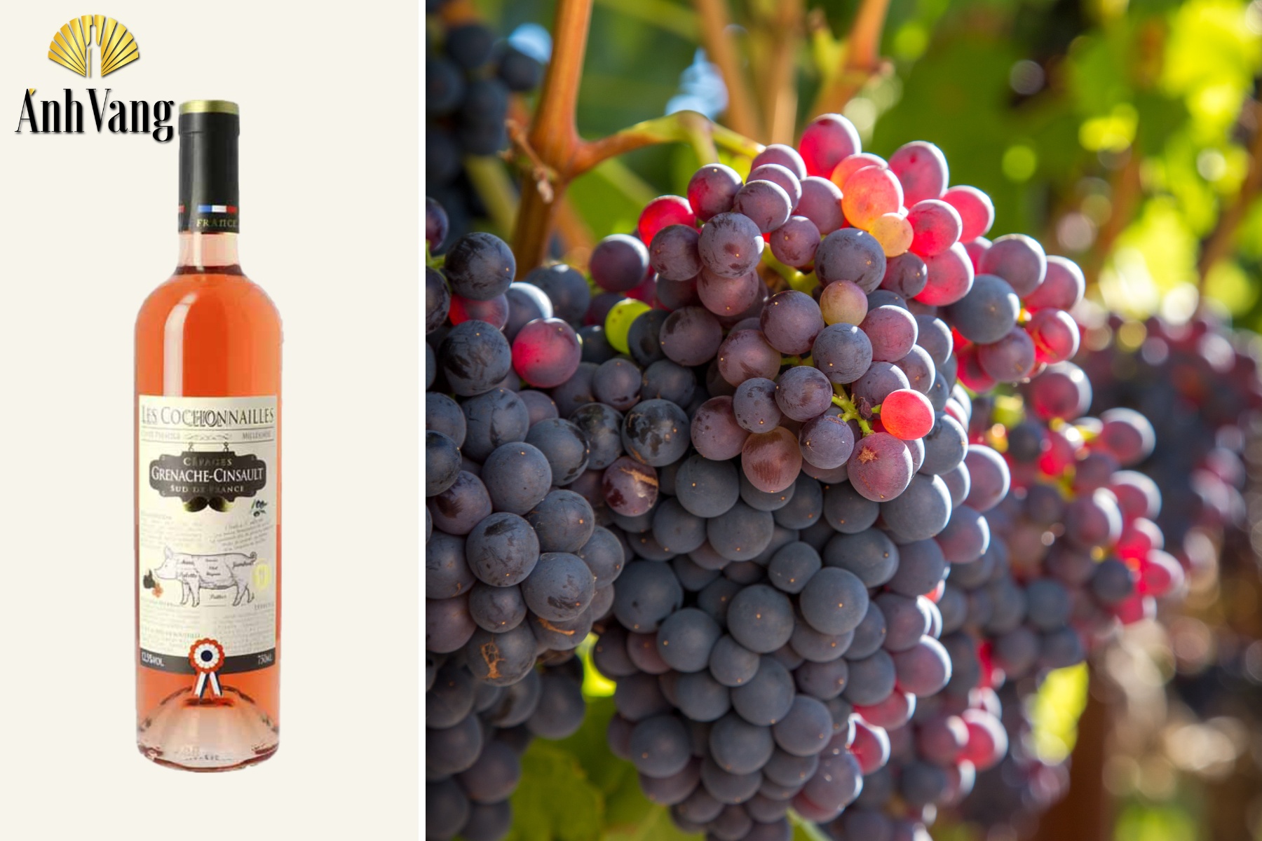 ruou-vang-do-co-vi-chua