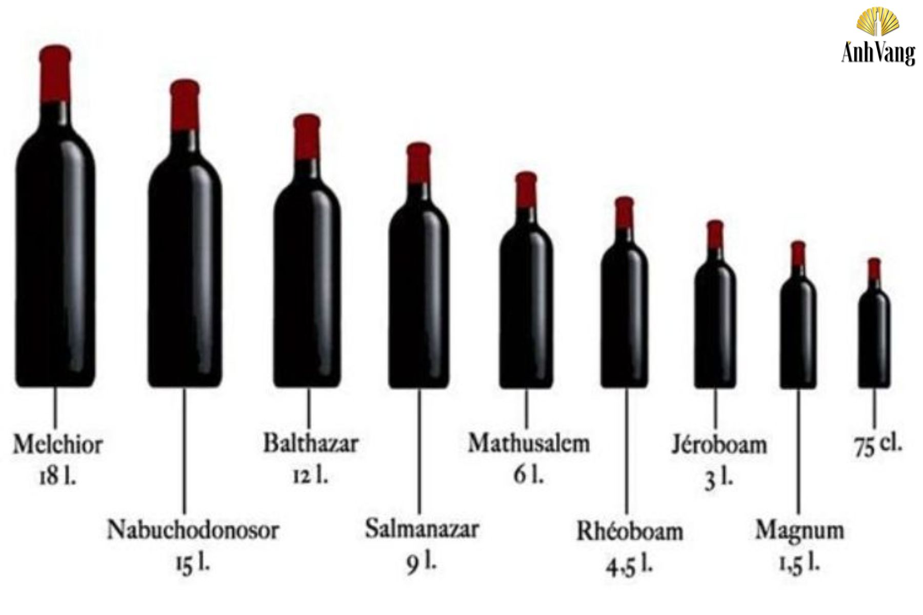  chieu-cao-chai-ruou-vang-nhung-kich-thuoc-ruou-vang-it-pho-bien
