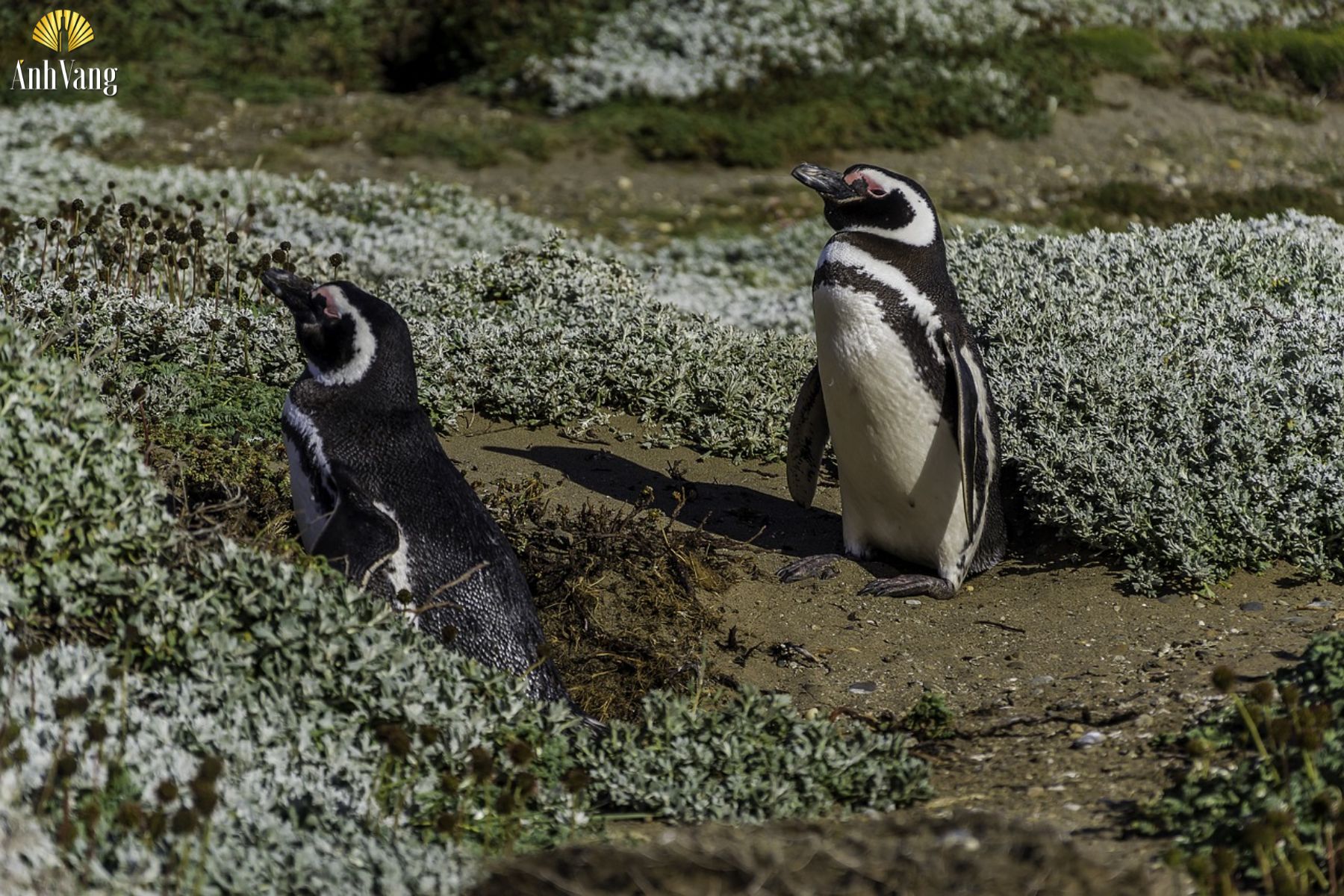 chile-la-nuoc-nao-chim-canh-cut-chile