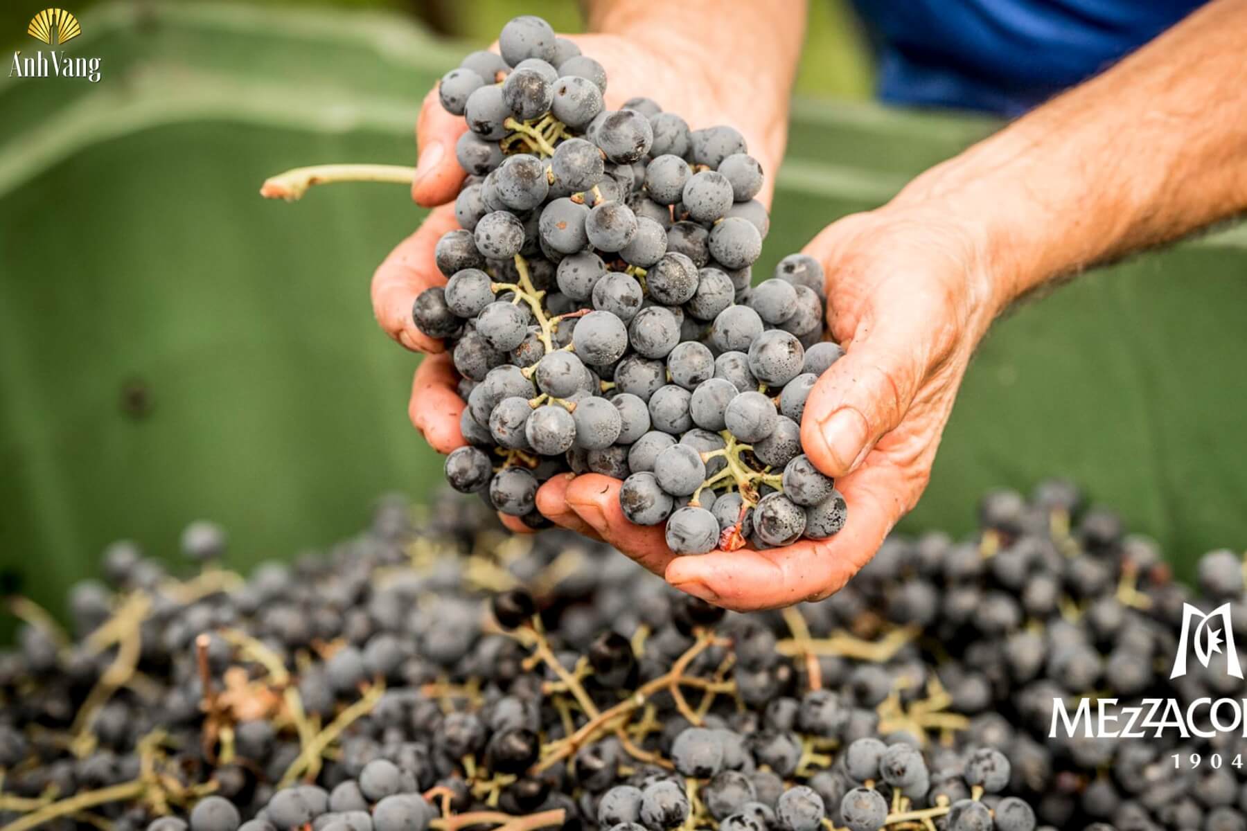 kien-thuc-ve-ruou-vang-y-vung-dat-ruou-vang-y-2