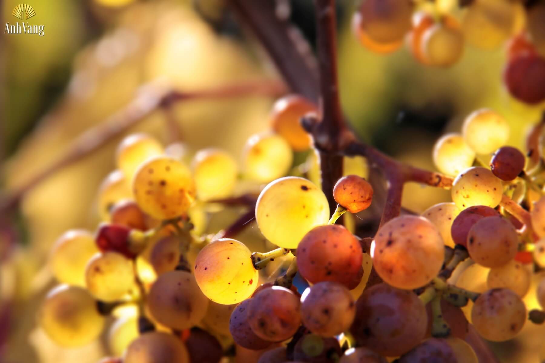 mau-ruou-vang-khi-hau-va-tho-nhuong