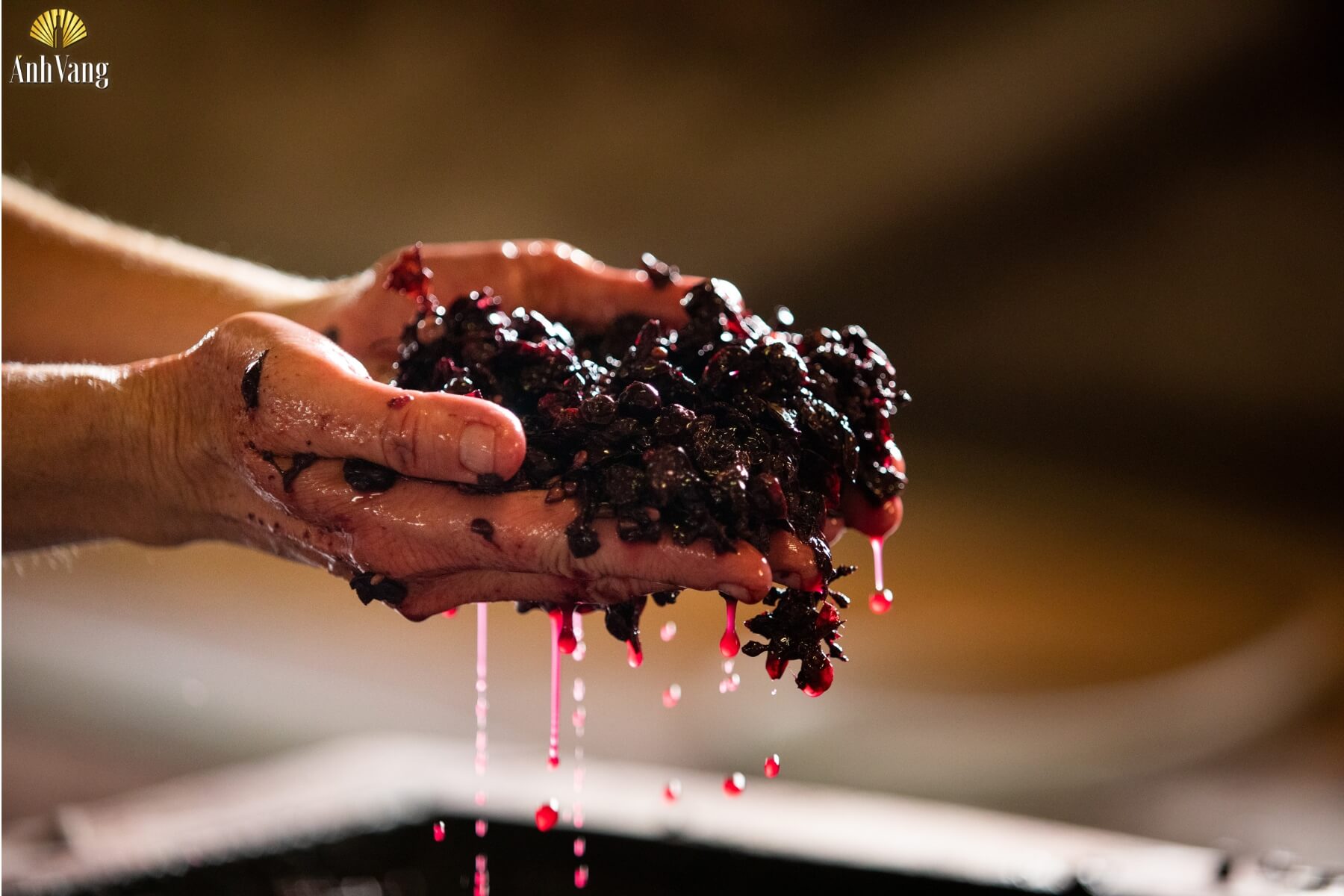 mau-ruou-vang-ky-thuat-lam-ruou-vang