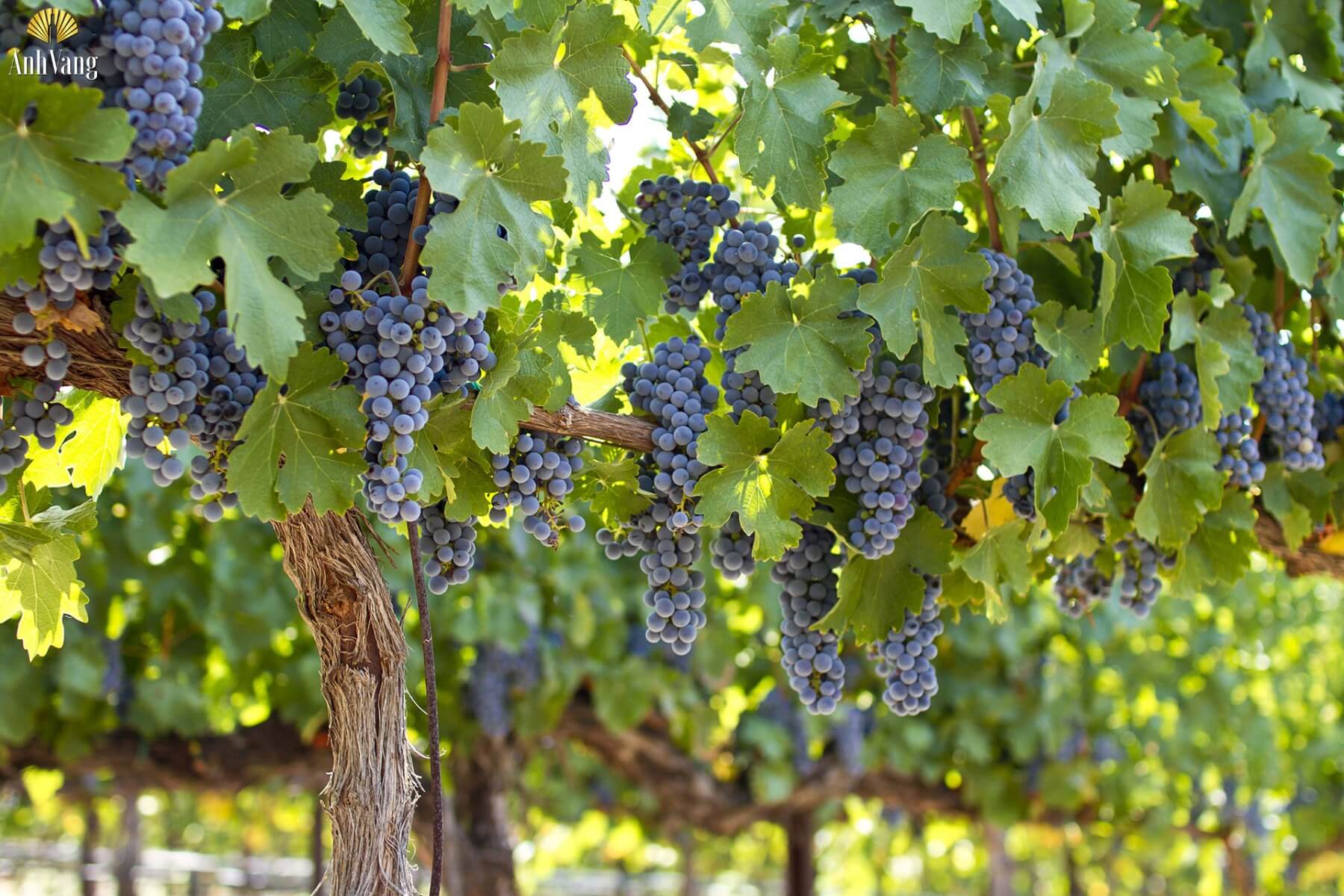 nho-mal-bec-lam-ruou-vang-do-kho