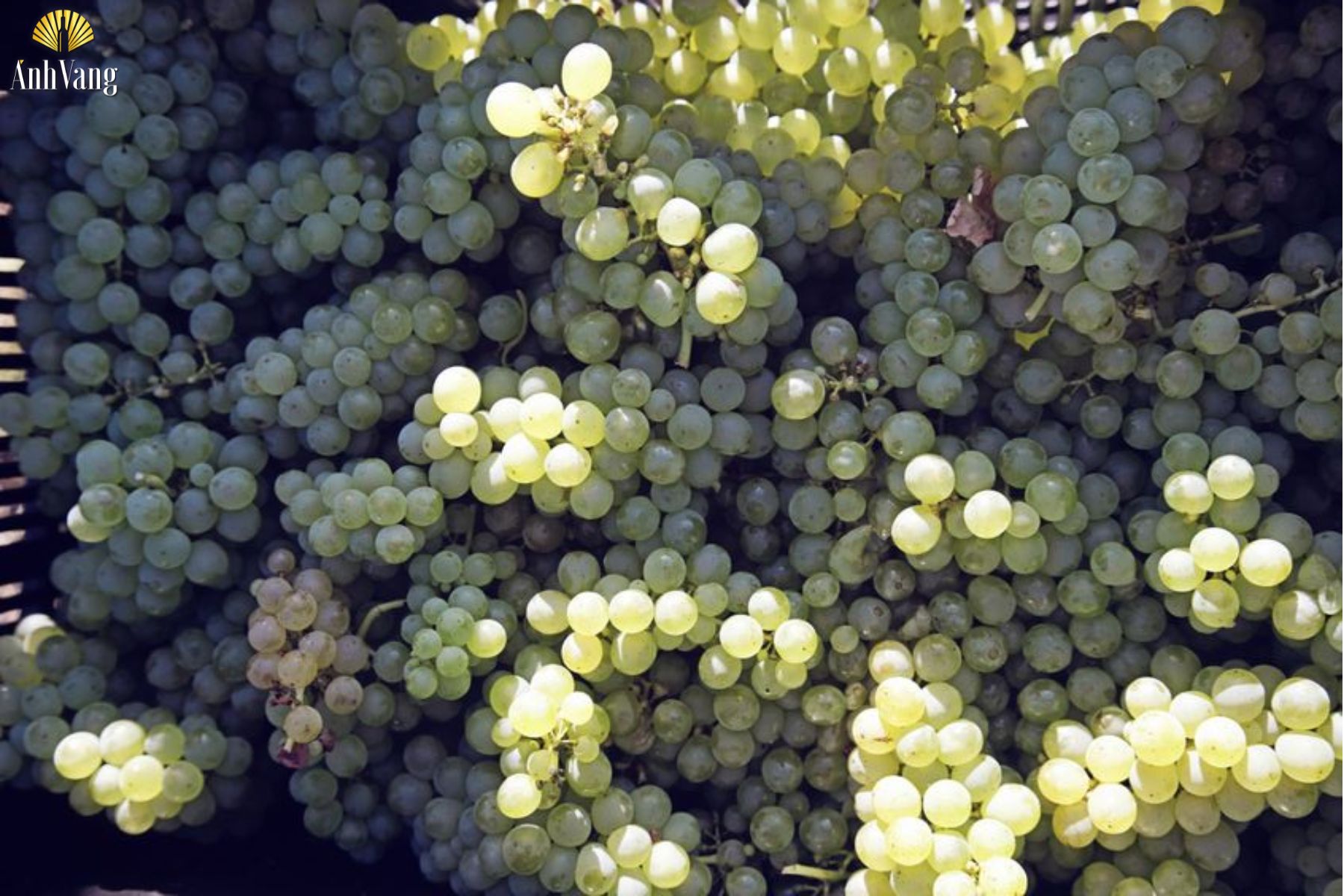 ruou-vang-phap-ngon-nho-sauvignon blanc