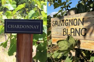 Chardonnay-vs-Sauvignon Blanc