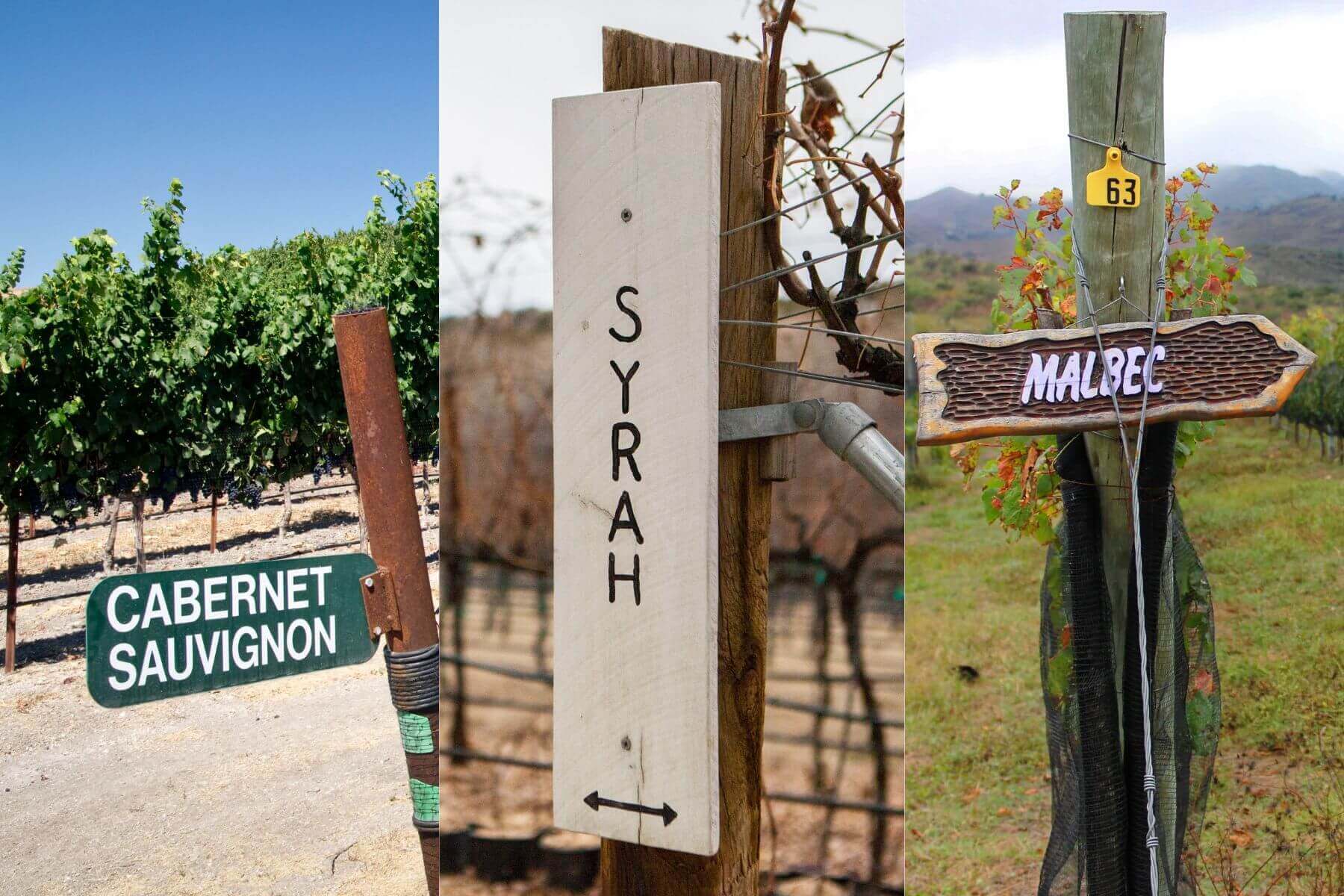 cac-giong-nho-tai-colchagua-valley