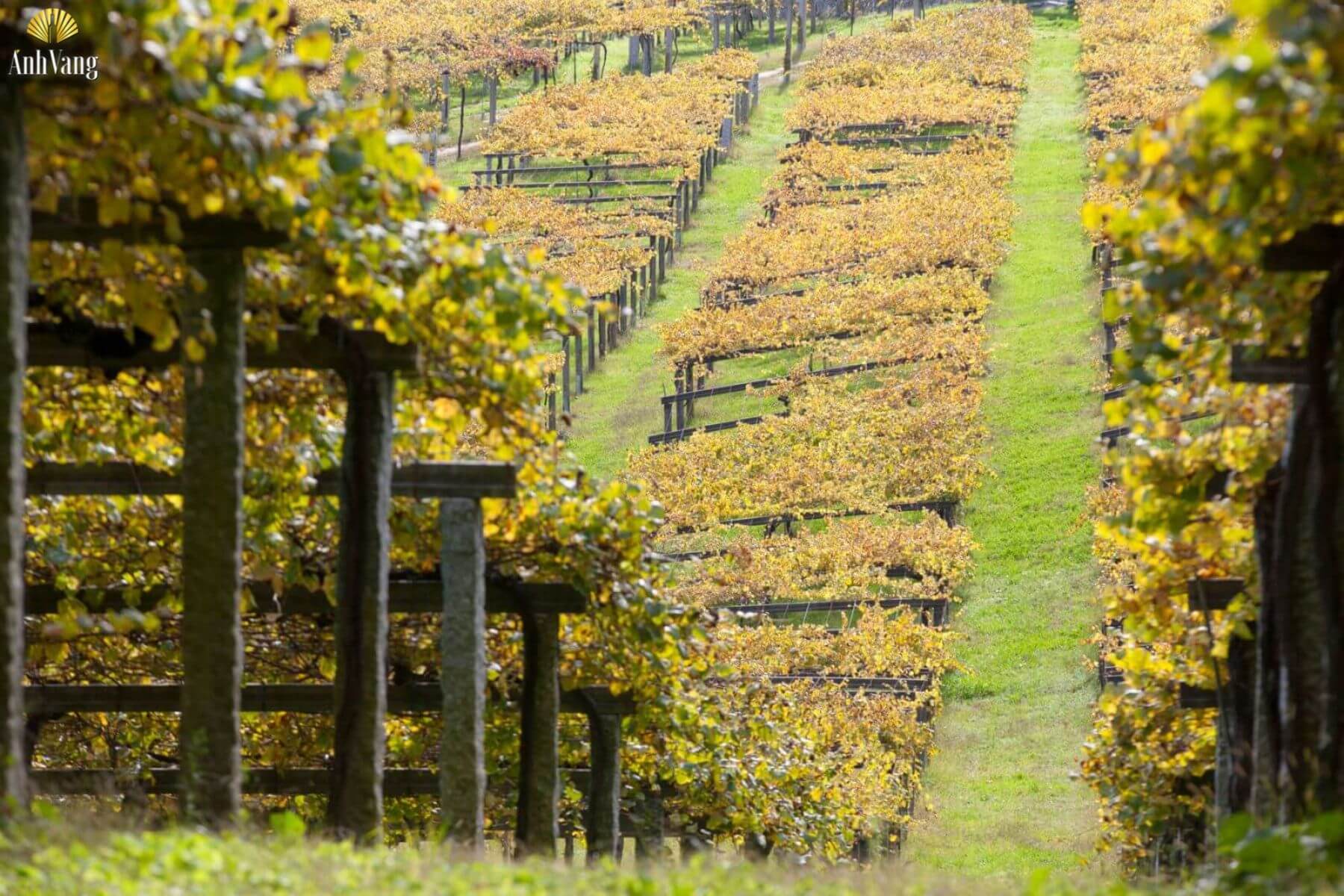 cac-vung-tay-ban-nha-san-xuat-ruou-tempranillo