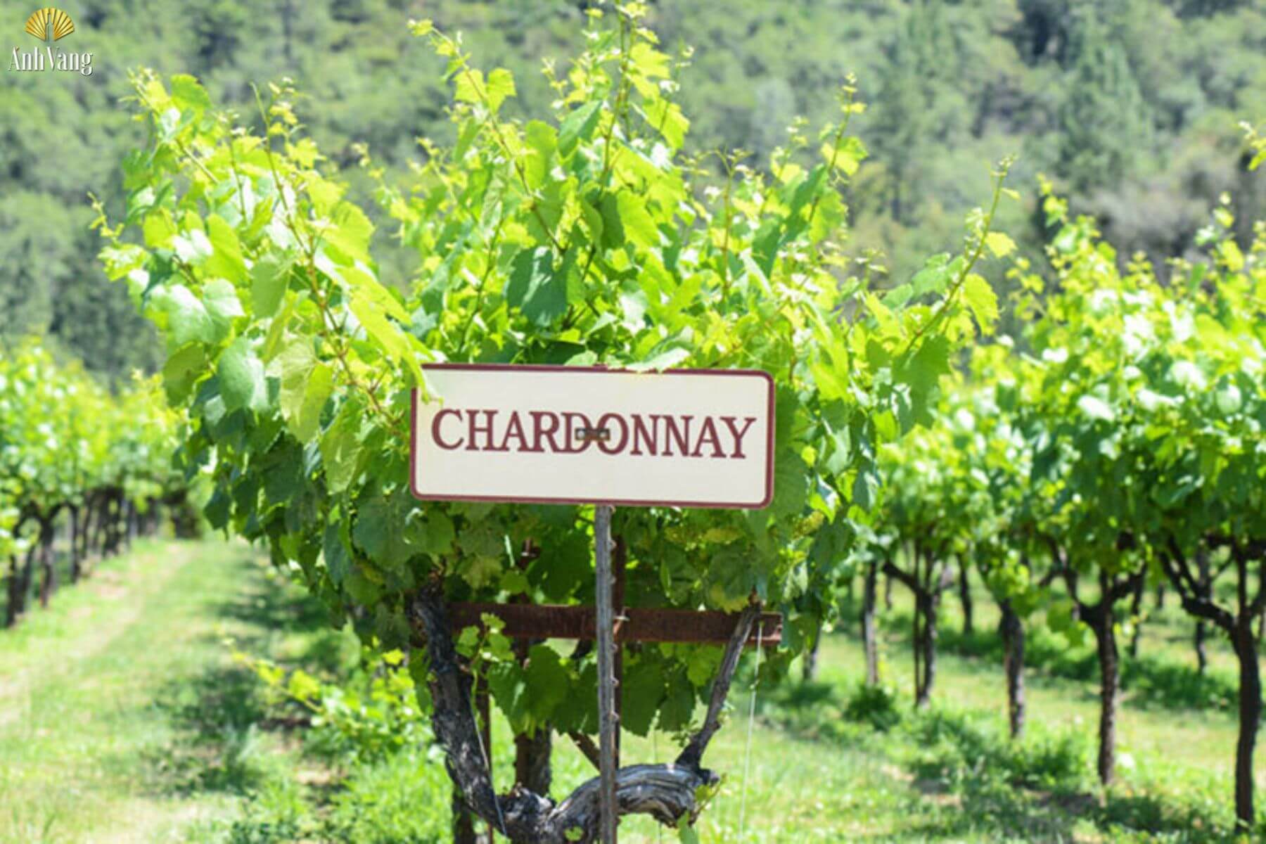 cac-vung-trong-nho-chardonnay