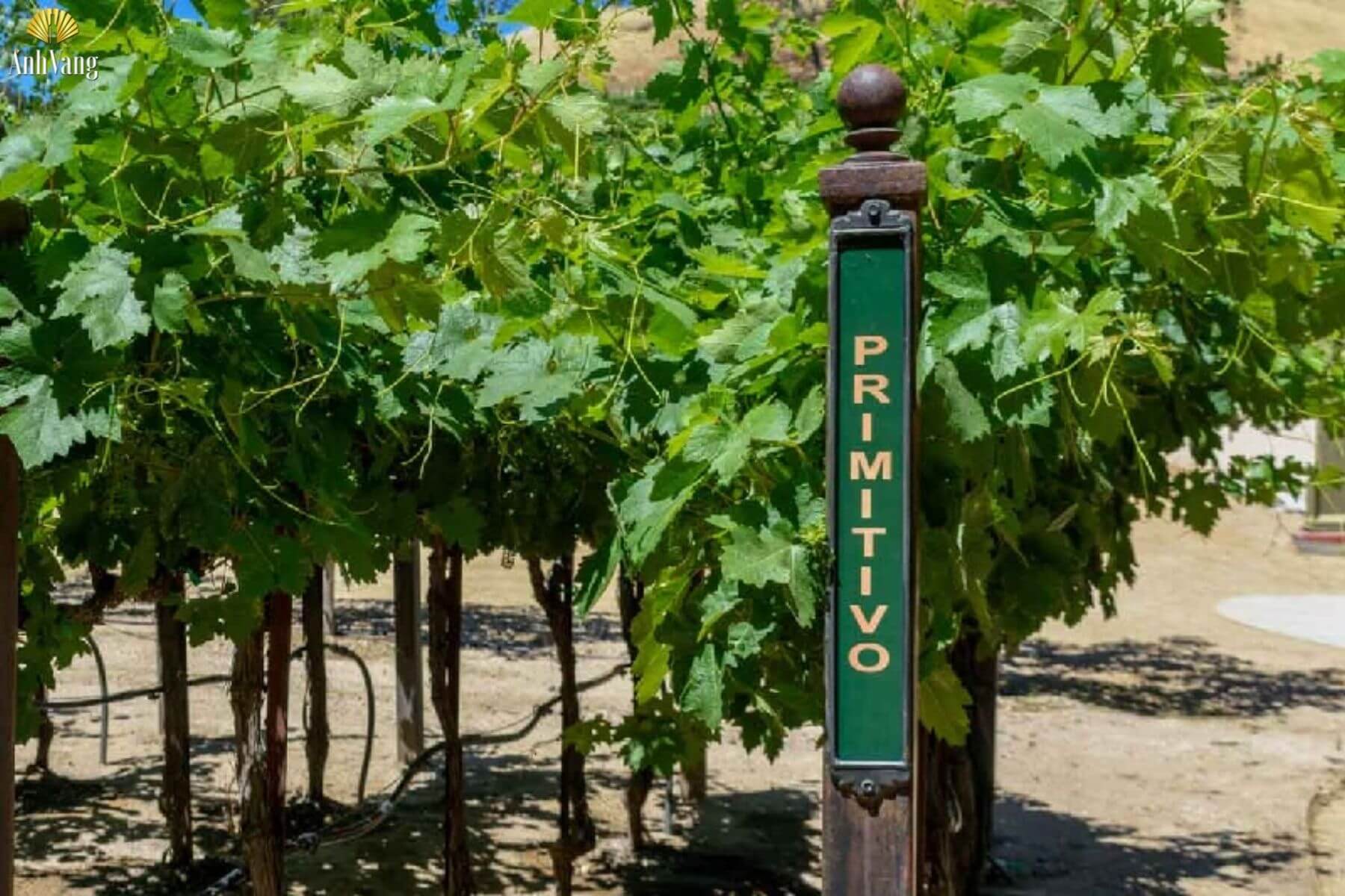 cac-vung-trong-nho-primitivo