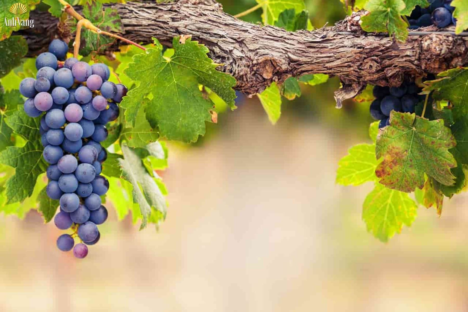 dac-diem-cua-nho-negroamaro