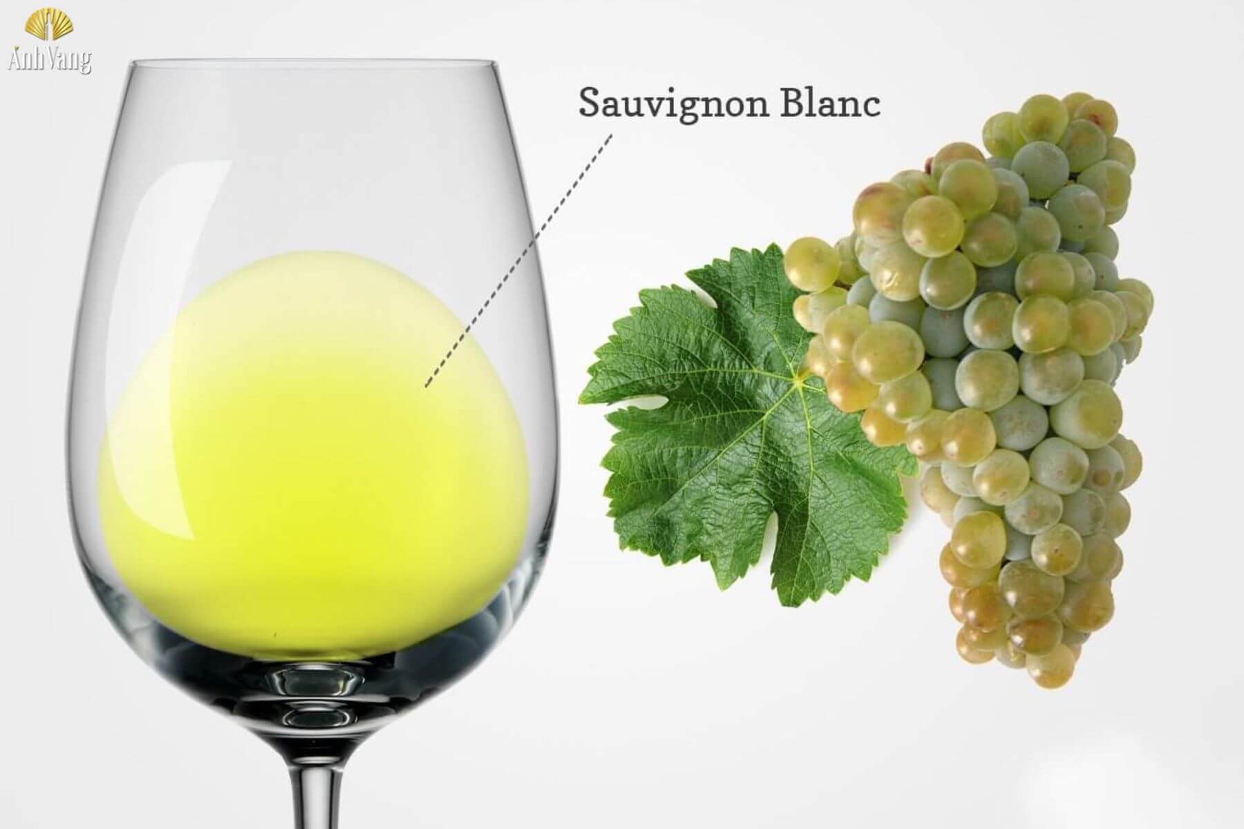 dac-diem-nho-sauvignon-blanc