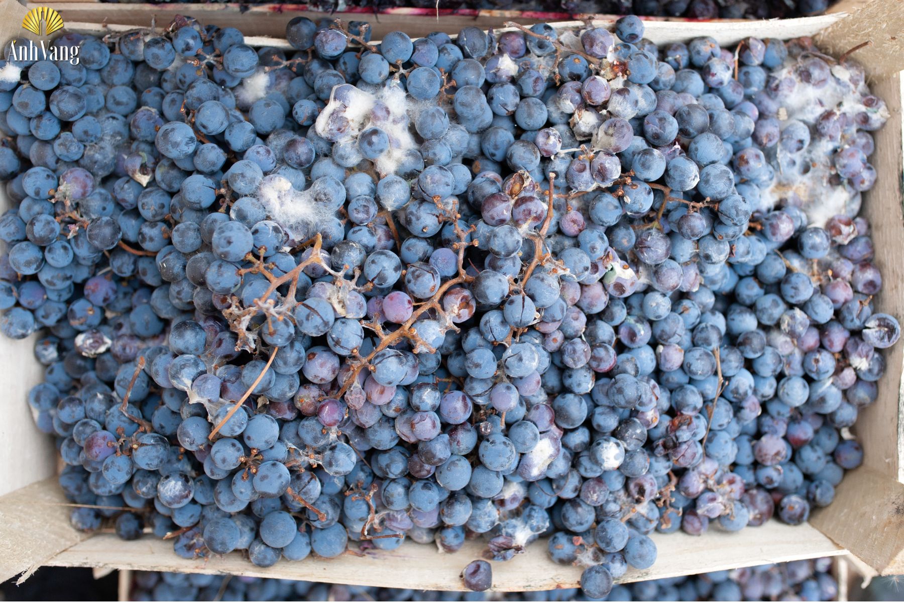 dessert-wine-Noble-Rot