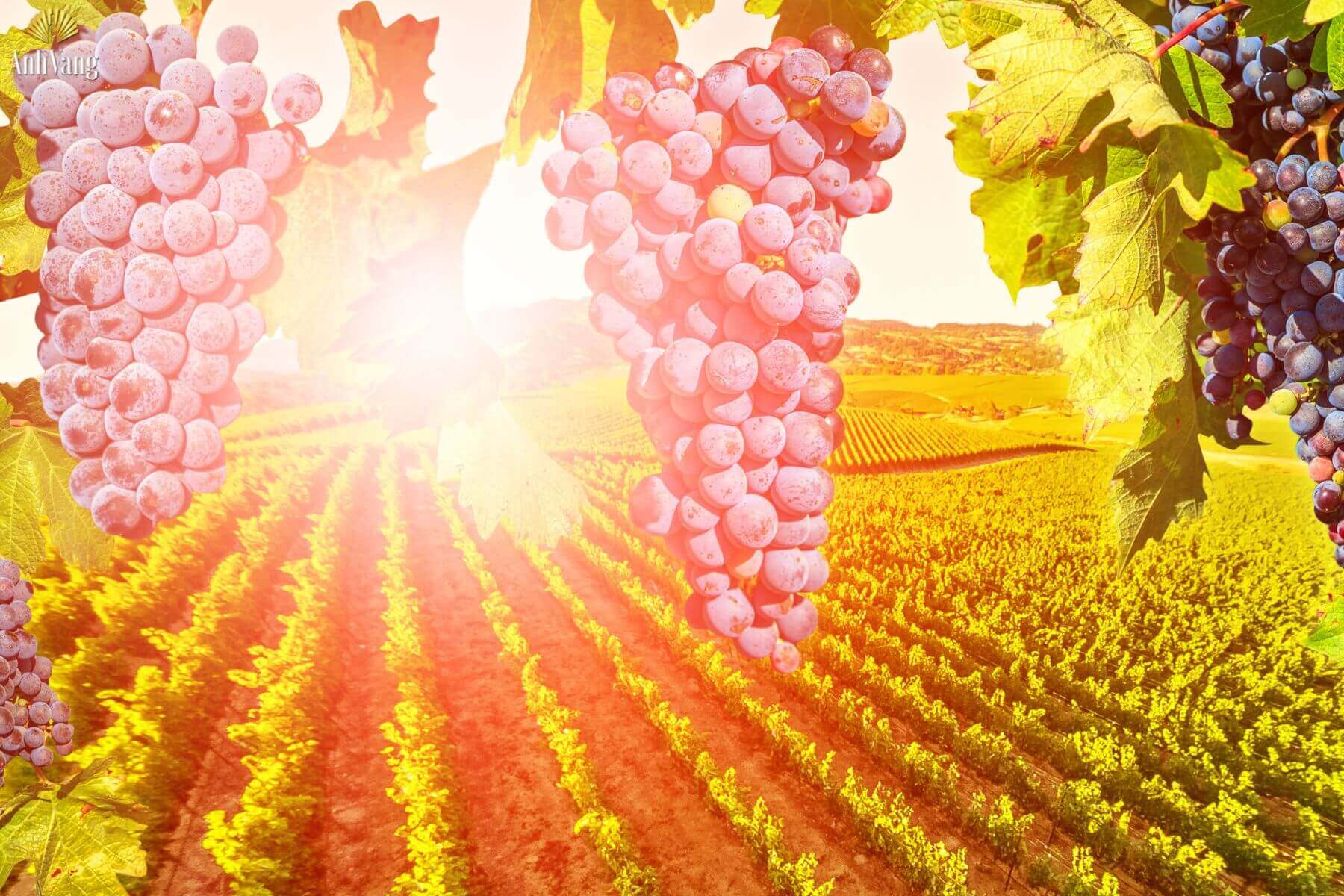 dieu-kien-tai-colchague-valley