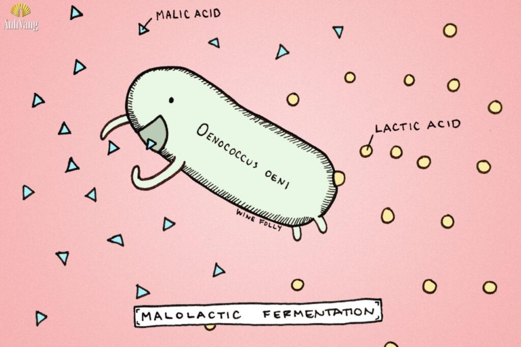 len-men-malolactic-1