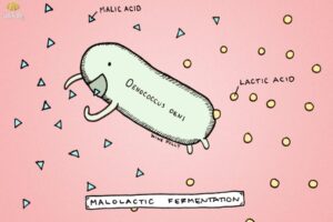 len-men-malolactic-1