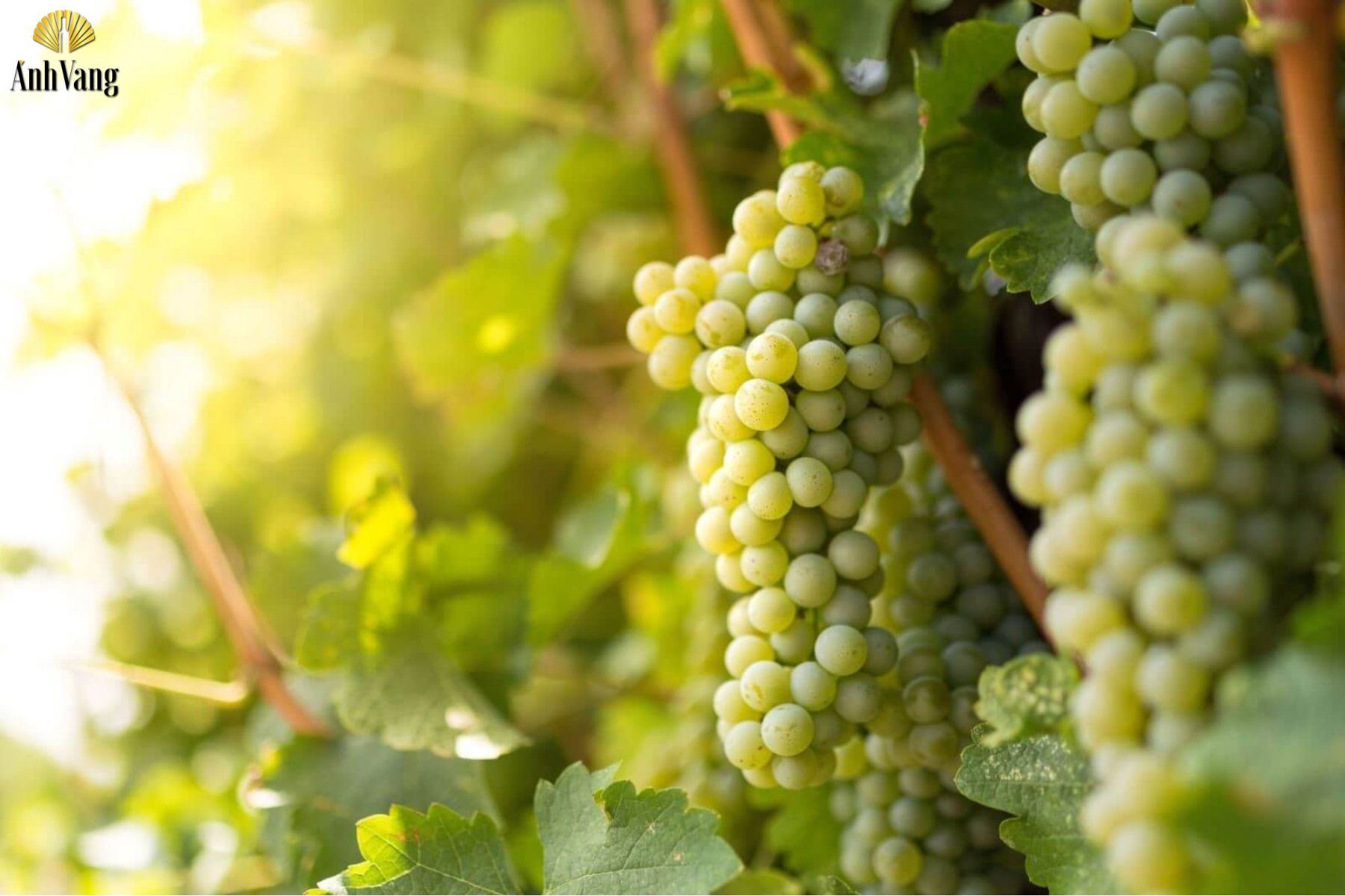 medium-body-wine-yeu-to-anh-huong