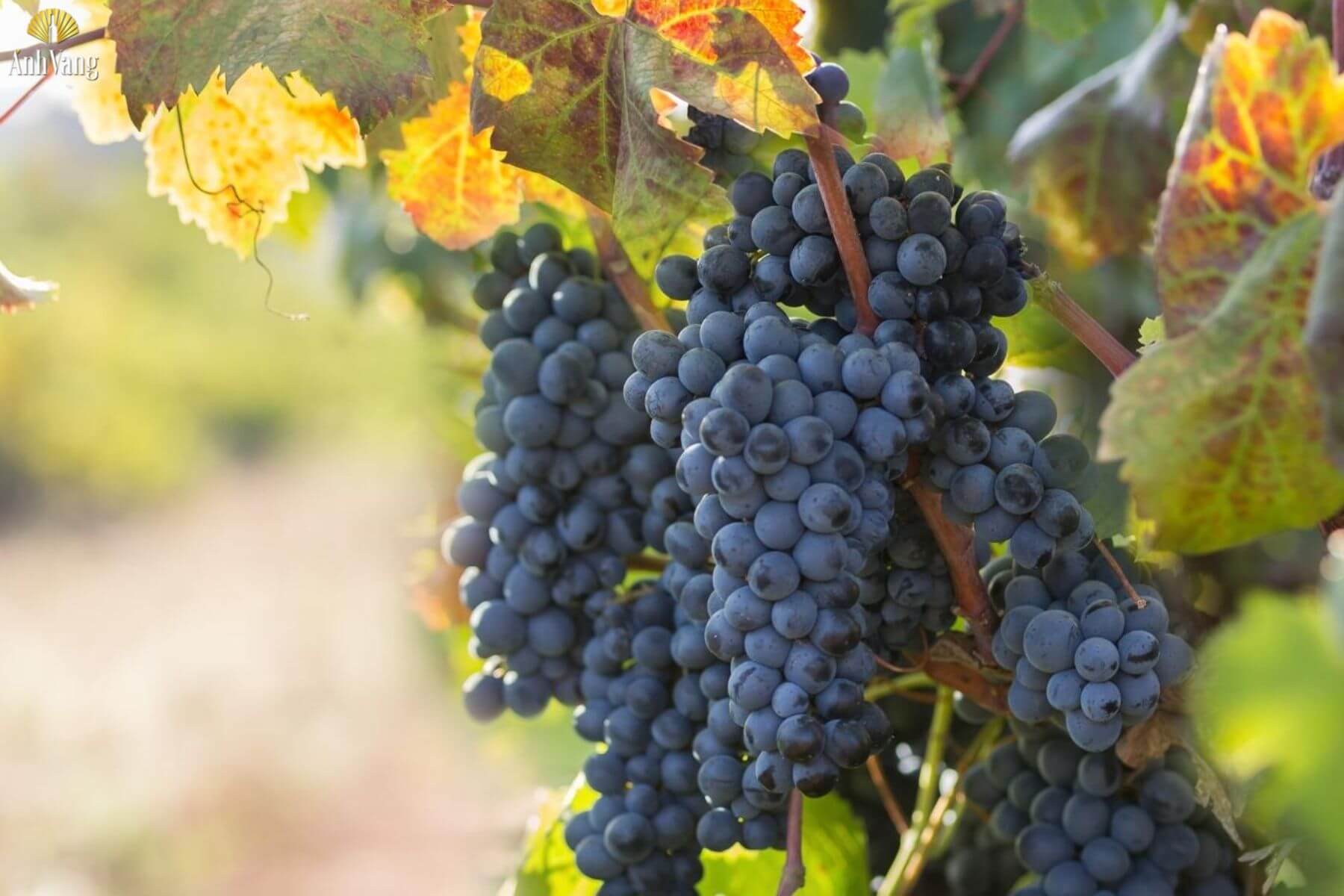 nguon-goc-nho-primitivo