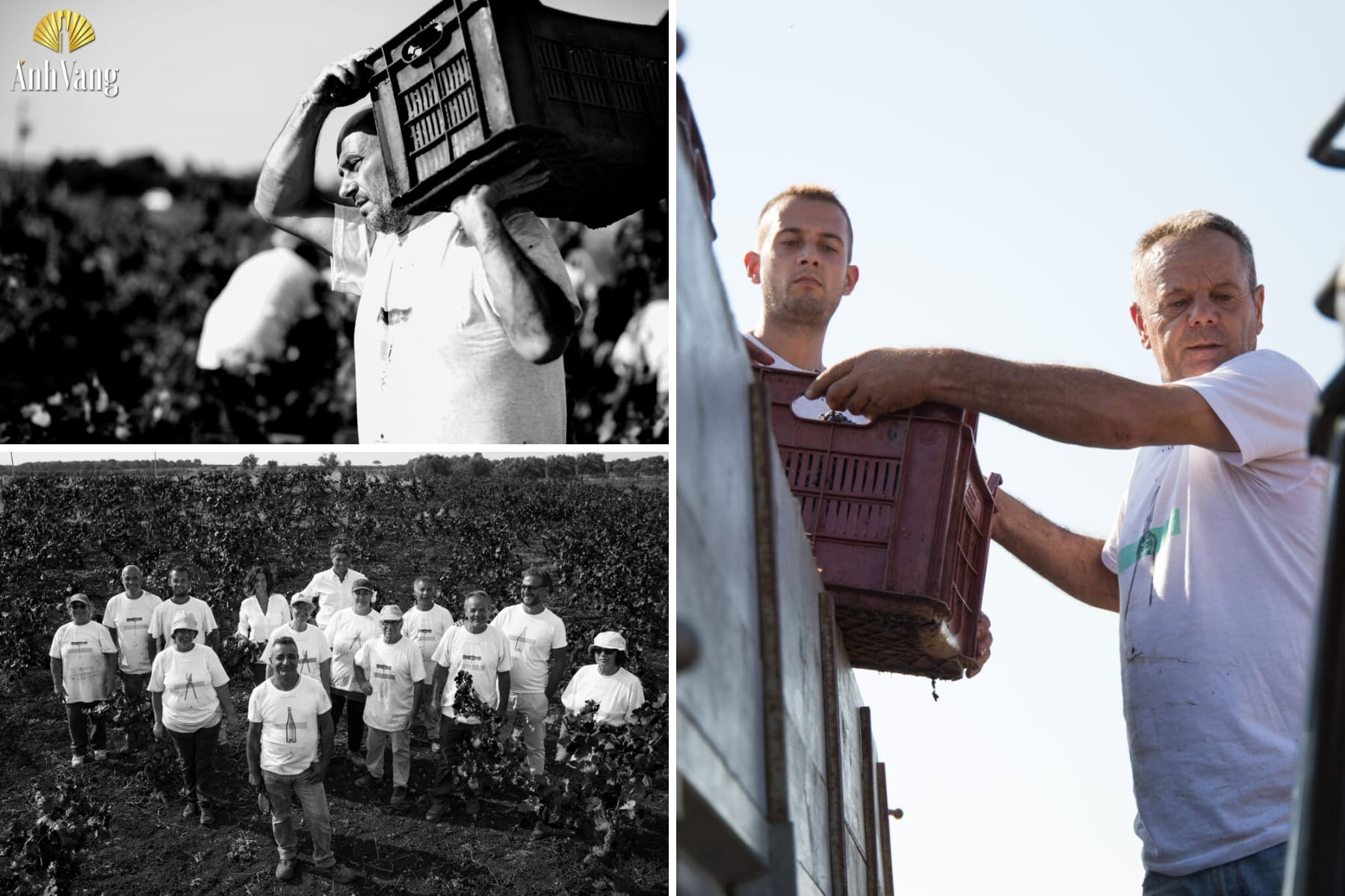 nha-san-xuat-ruou-vang-schola-sarmenti