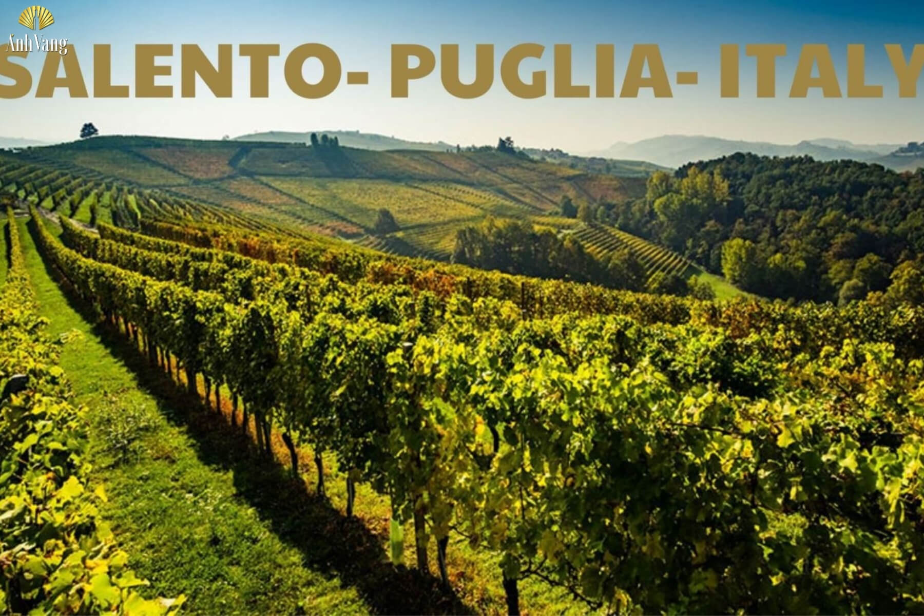 nho-negroamaro-dac-trung-cua-salento