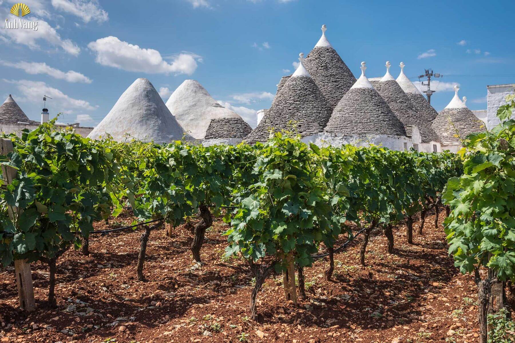 puglia-trong-nho-primitivo