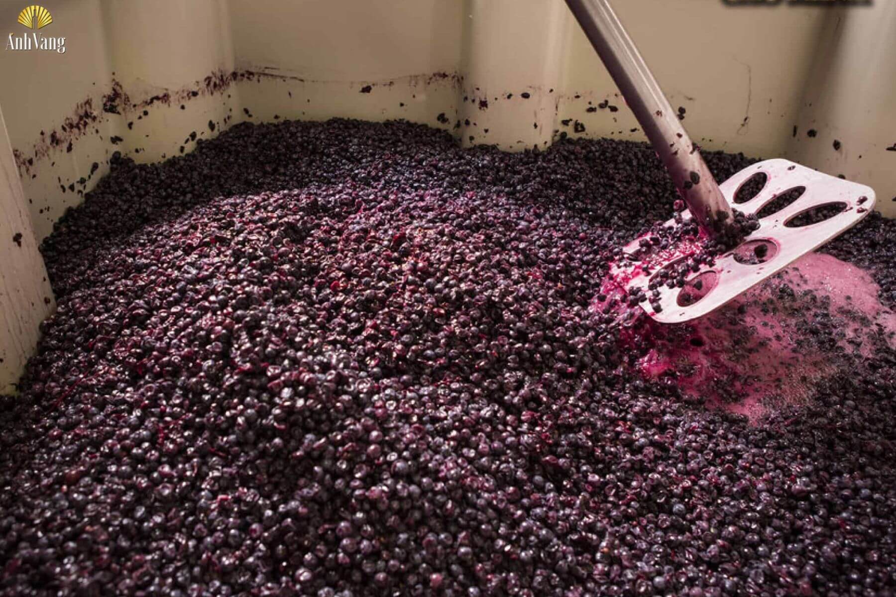 qua-trinh-len-men-dien-ra