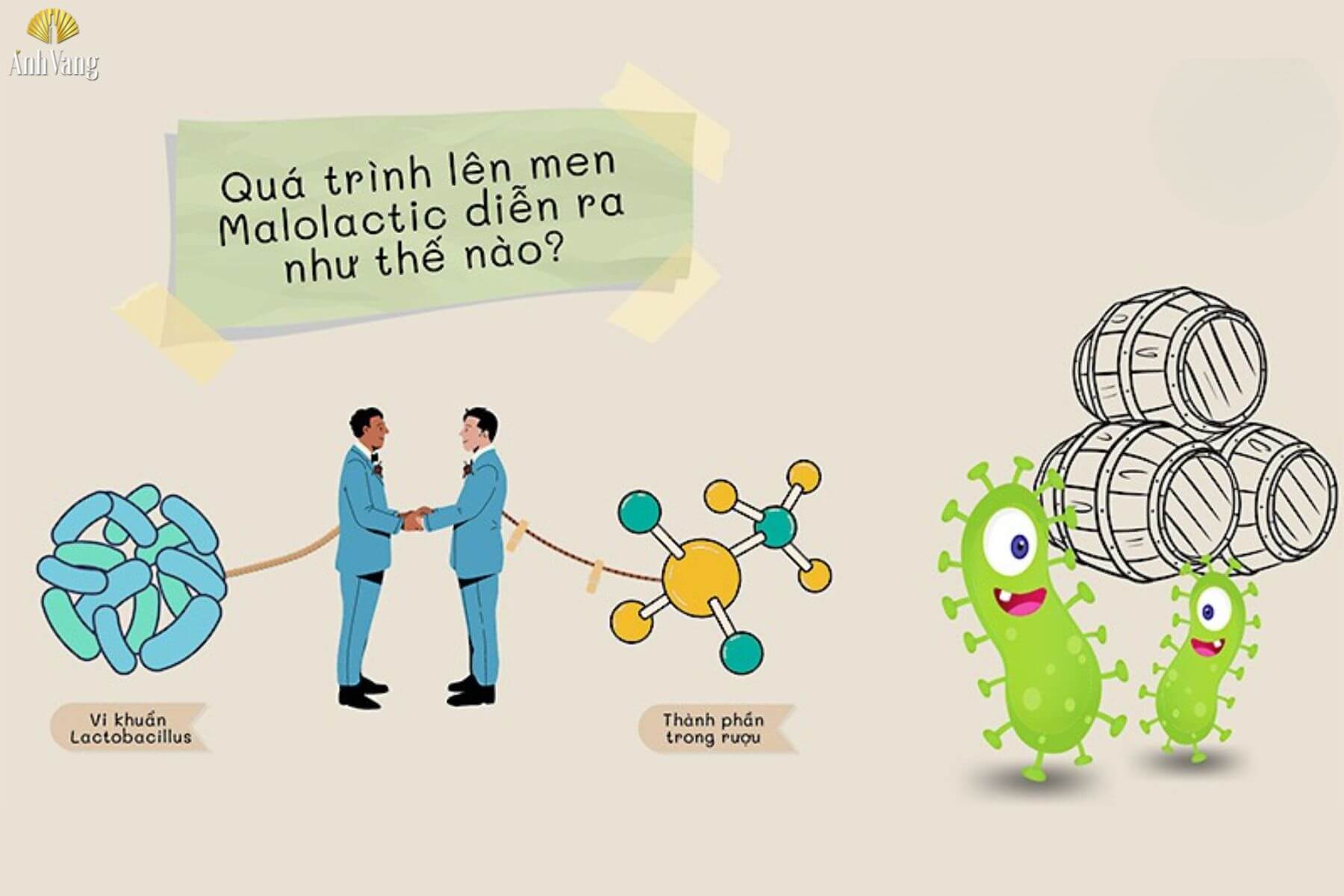 qua-trinh-len-men-malolactic