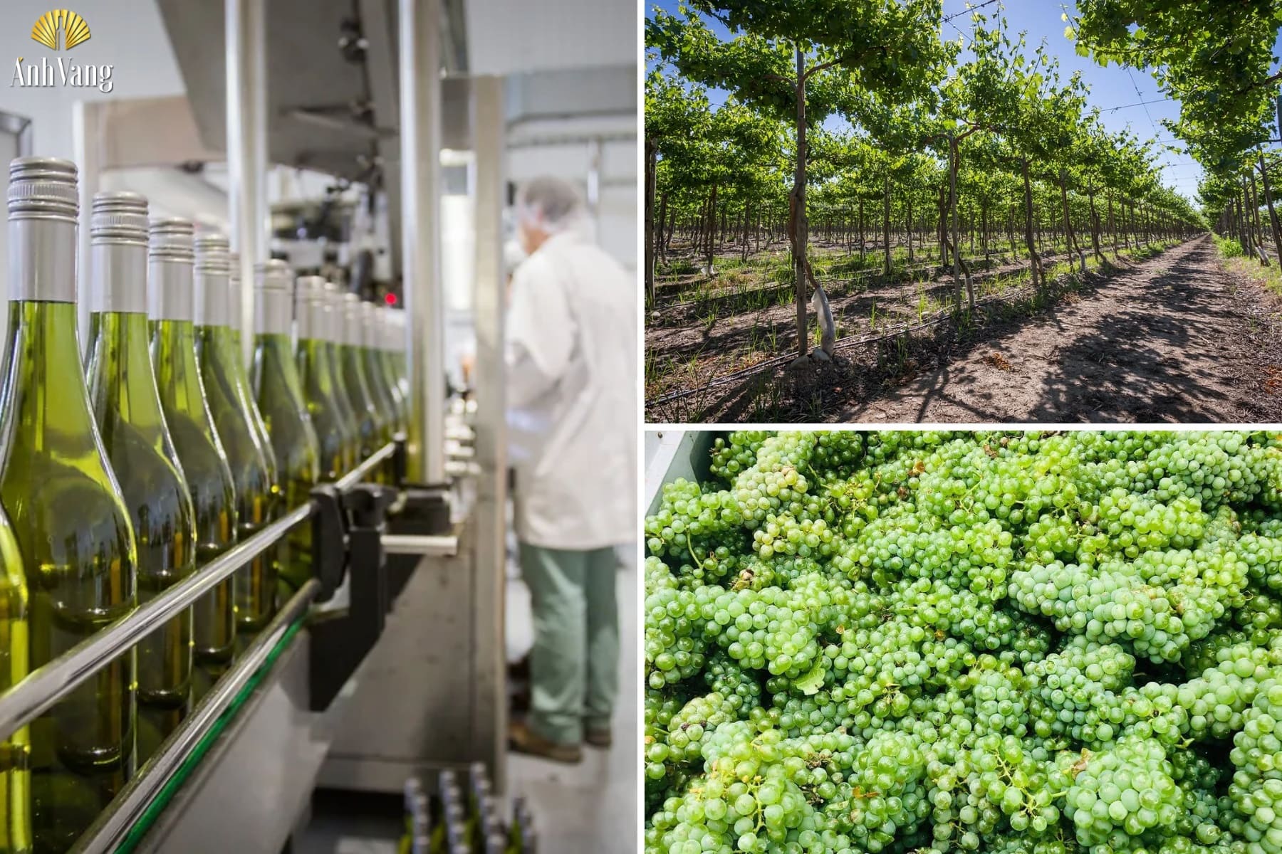 qua-trinh-san-xuat-punti-ferrer