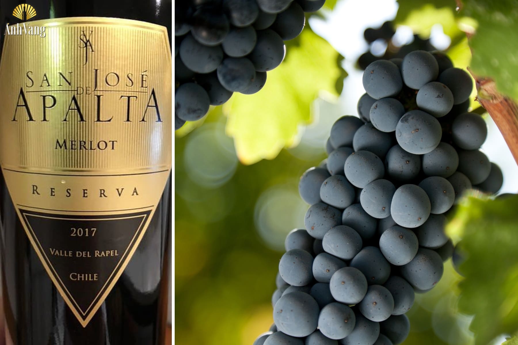 ruou-vang-Apalta-Reserva-Cabernet-Sauvignon