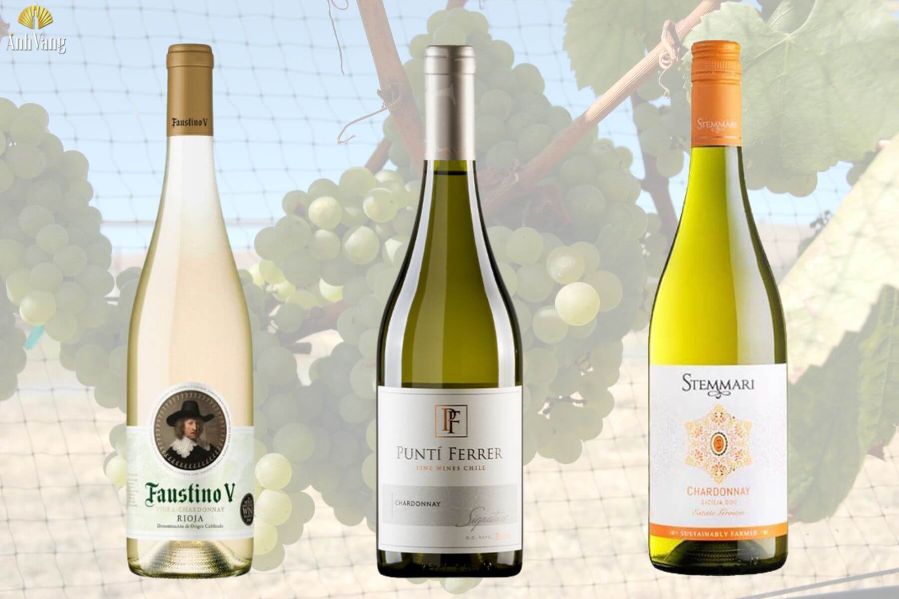 ruou-vang-chardonnay