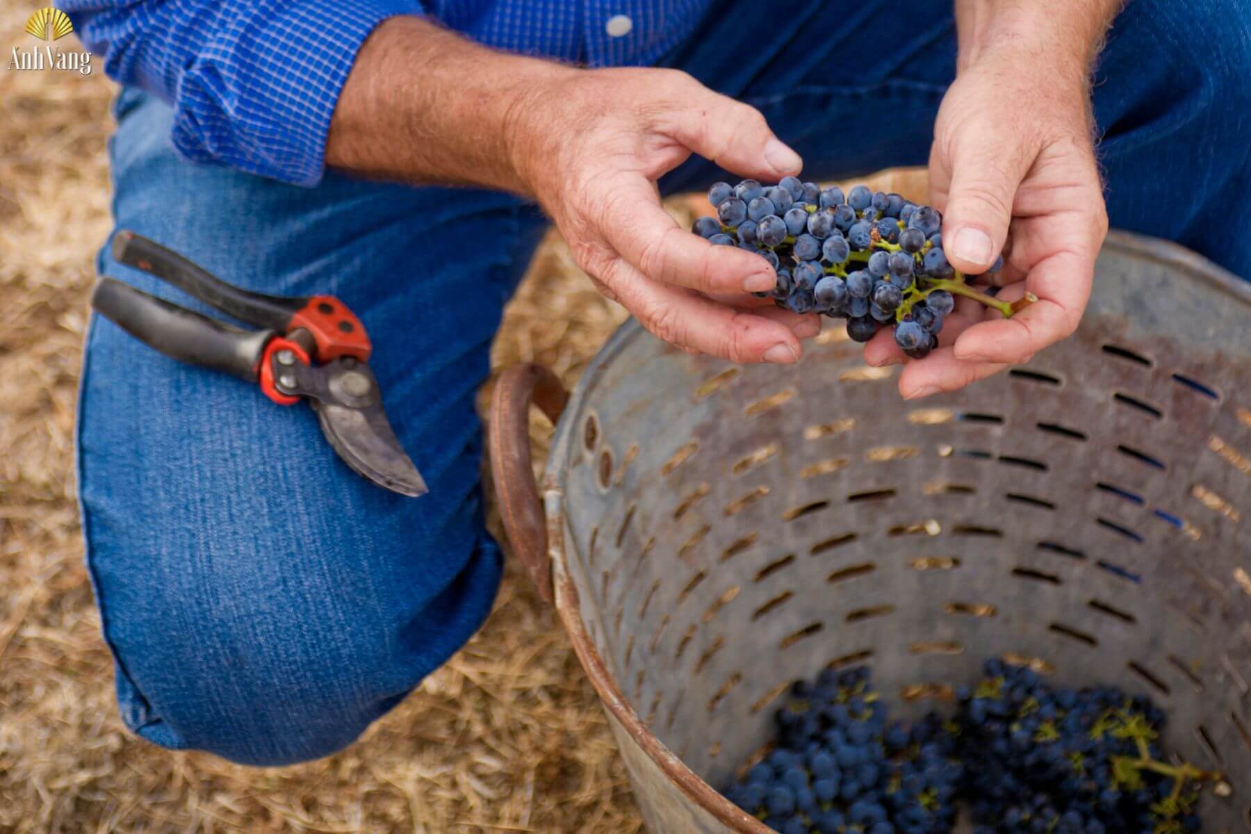 san-luong-nho-gioi-han-cua-tung-vung