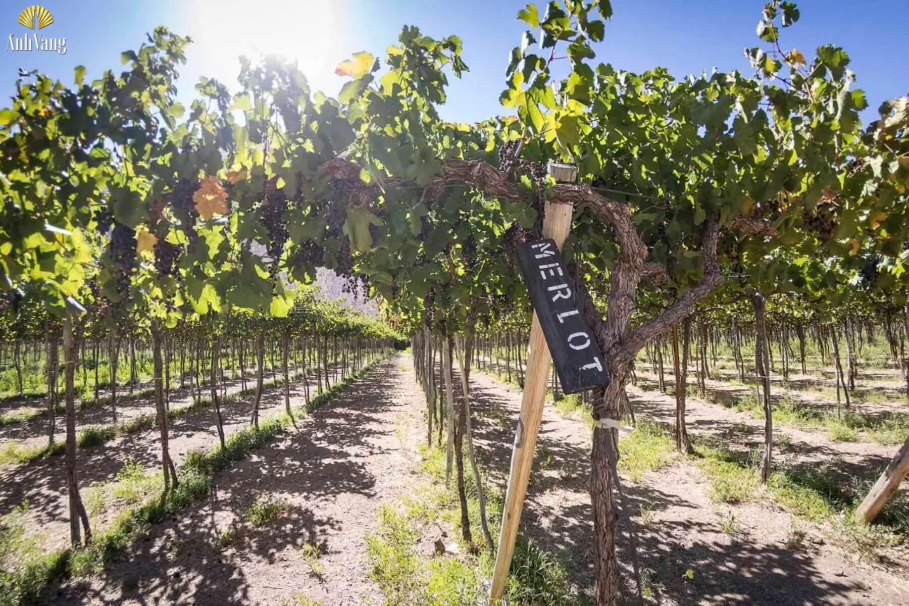 vung-ruou-vang-merlot-noi-tieng