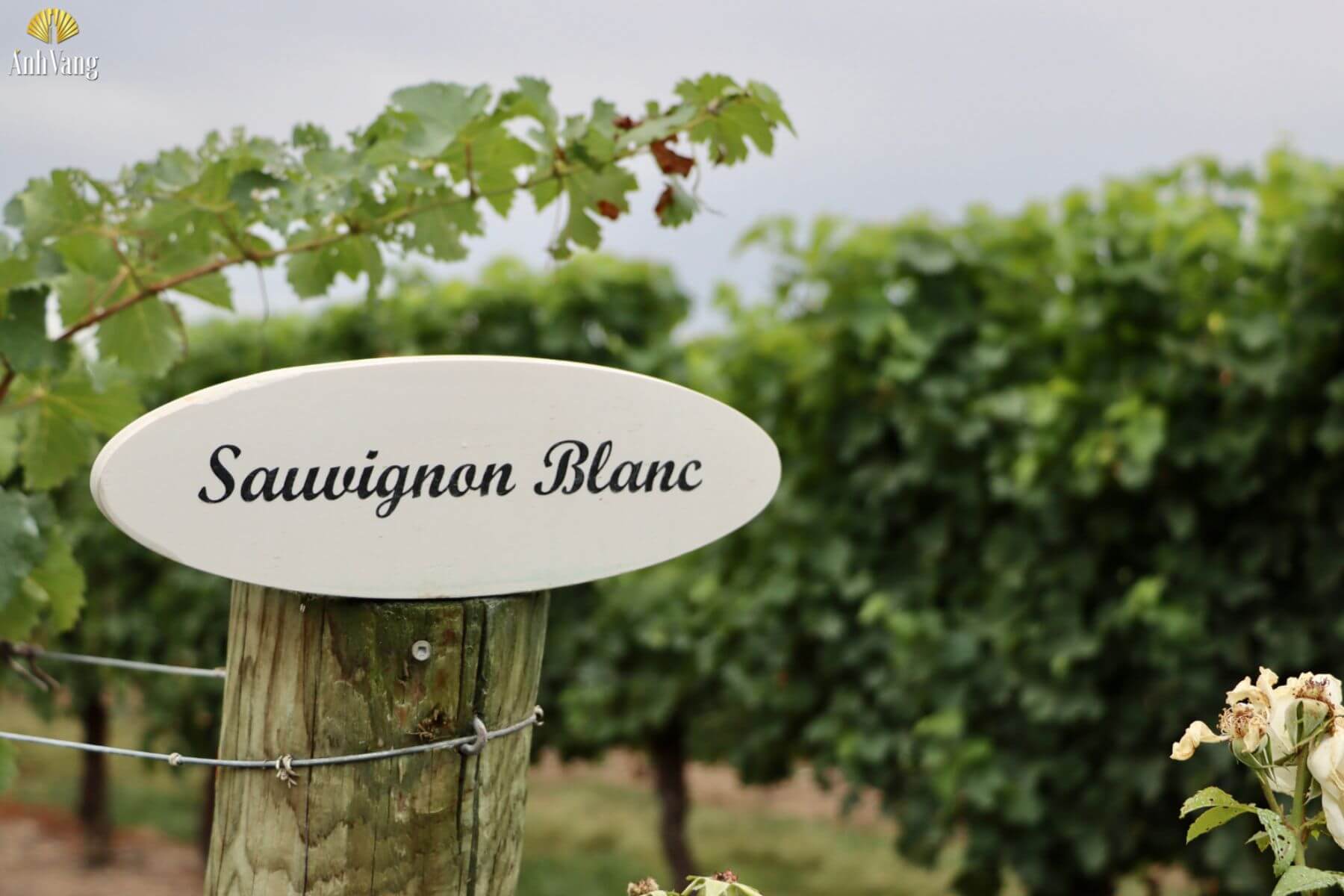 vung-trong-nho-sauvignon-blanc
