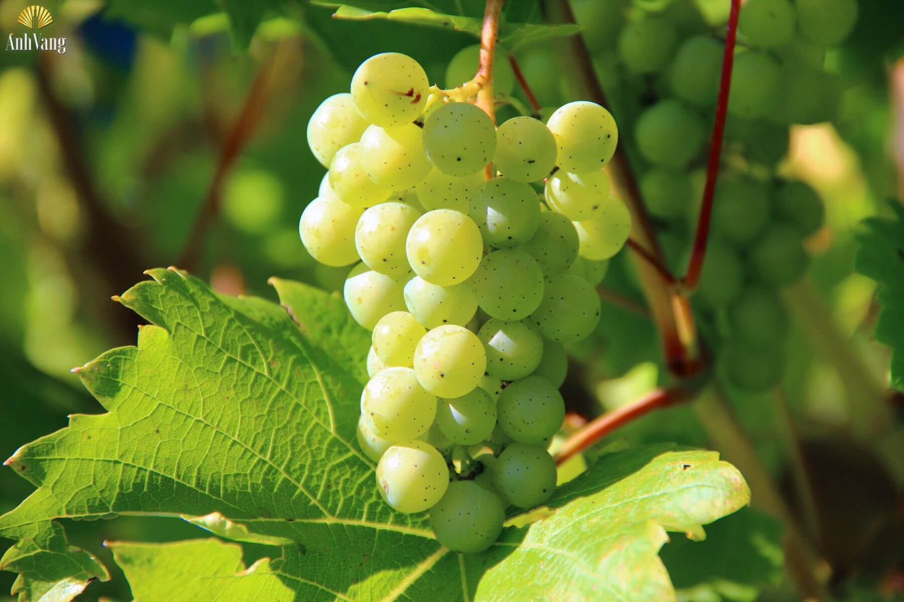 Vidal-Blanc-late-harvest-grape