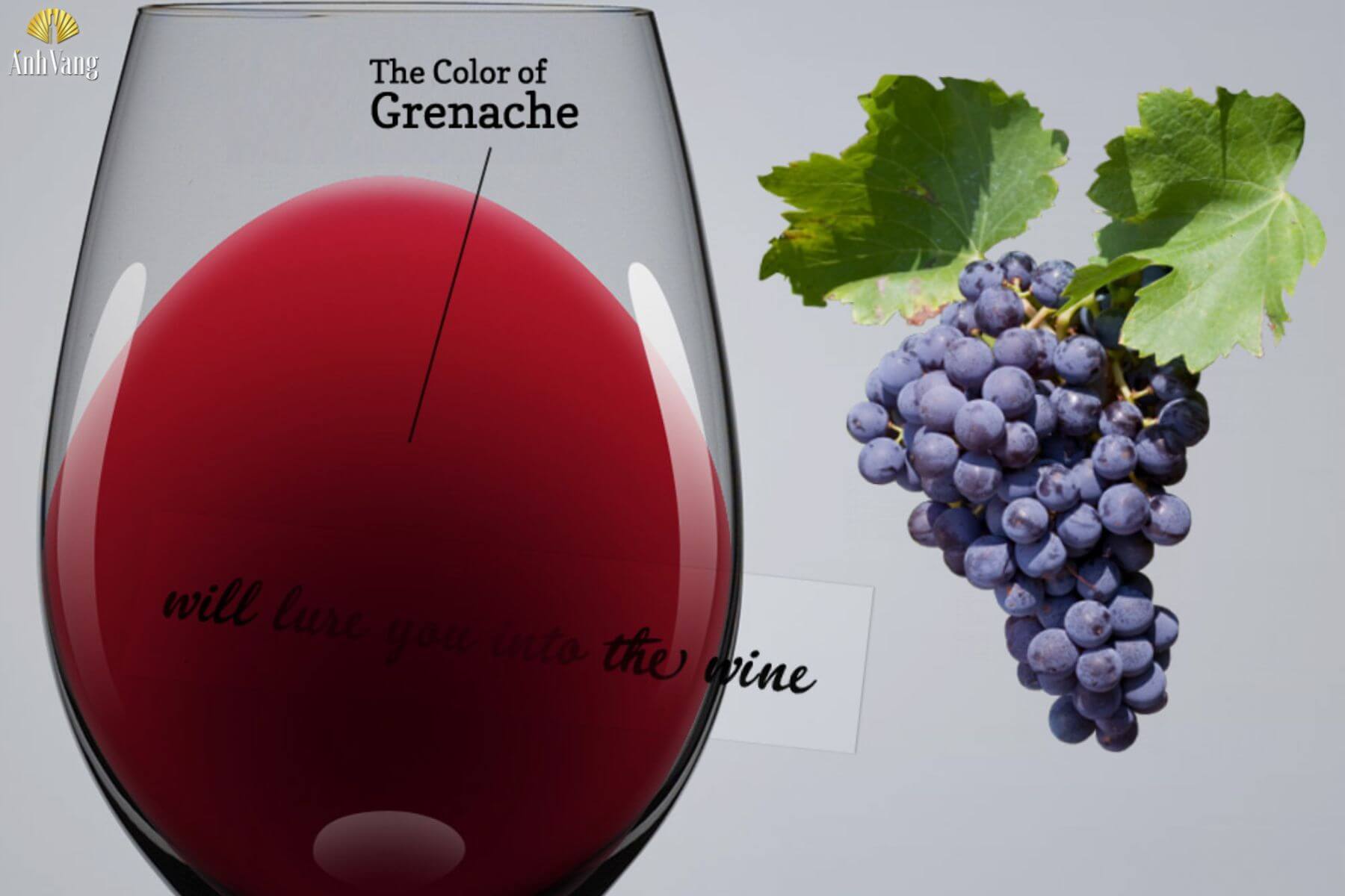 dac-diem-nho-grenache