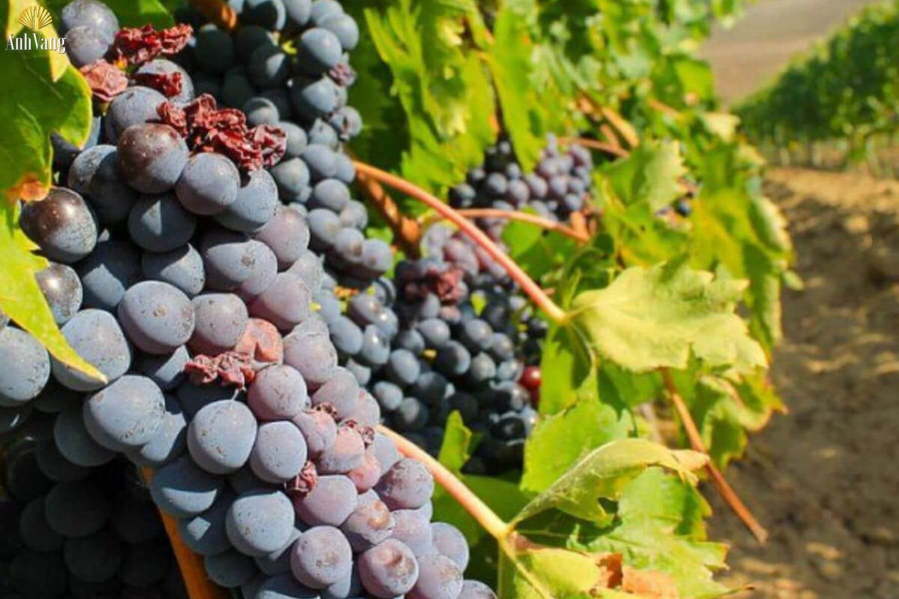 dac-diem-nho-montepulciano