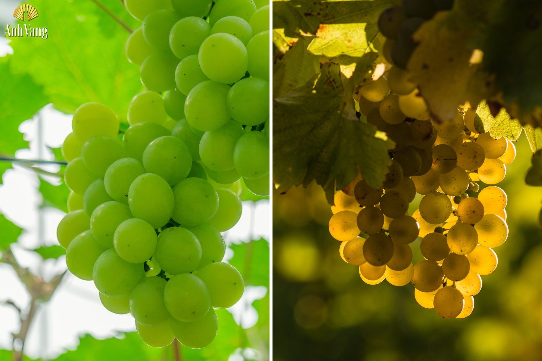 giong-nho-san-xuat-ruou-vang-ngot-chile