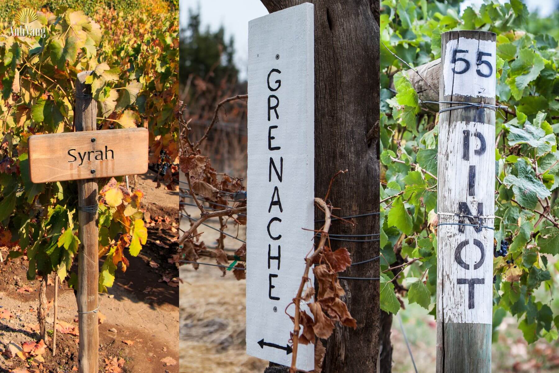 giong-nho-tai-languedoc