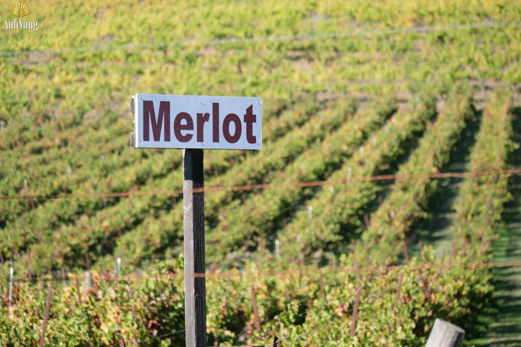 giong-nho-tai-pomerol