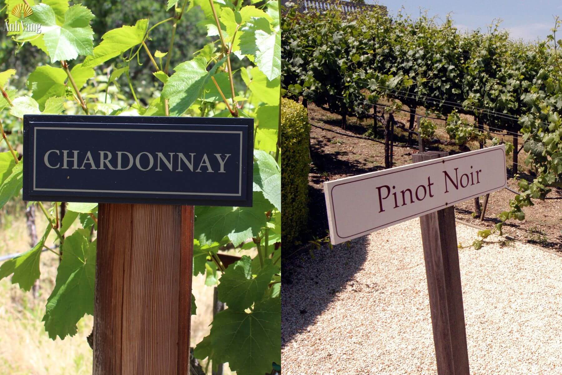 giong-nho-vung-trentino