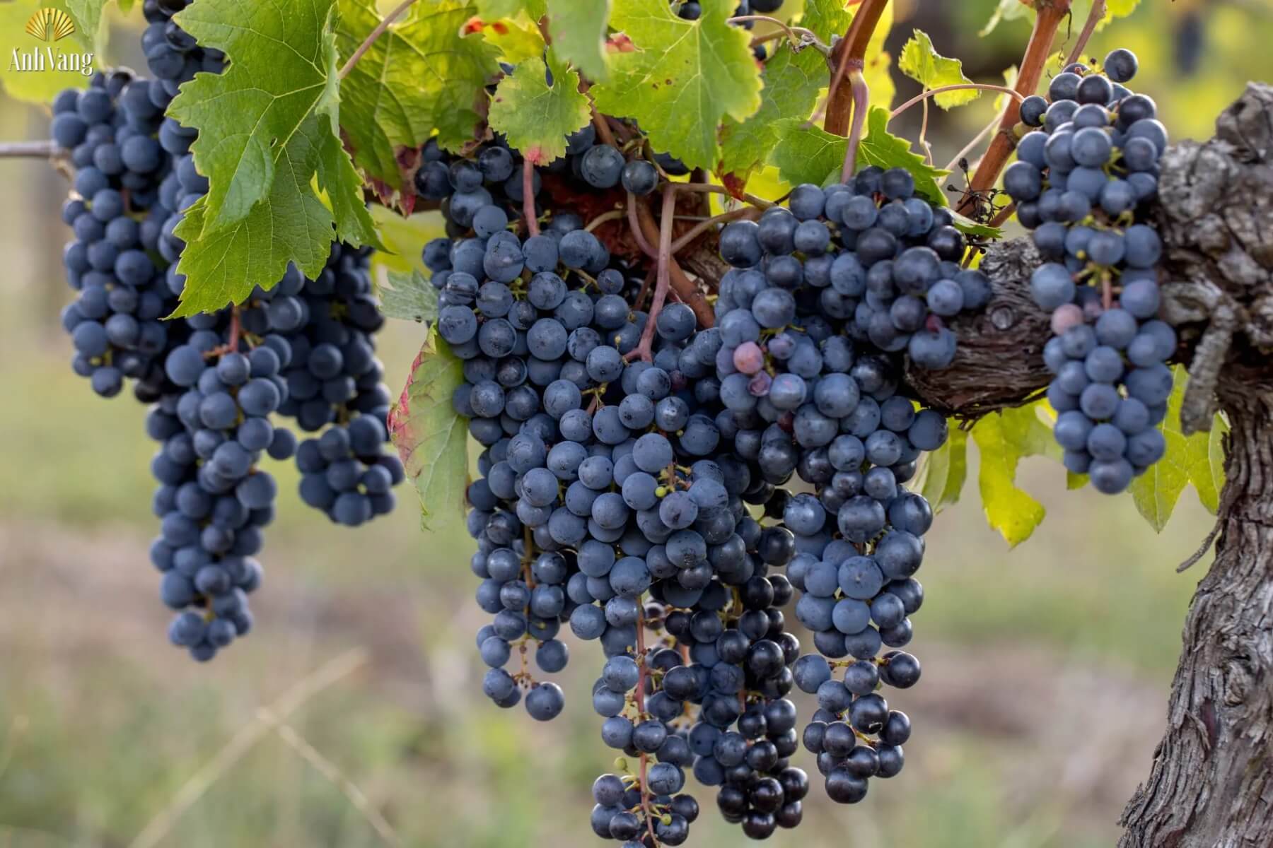 hinh-dang-nho-cabernet-franc