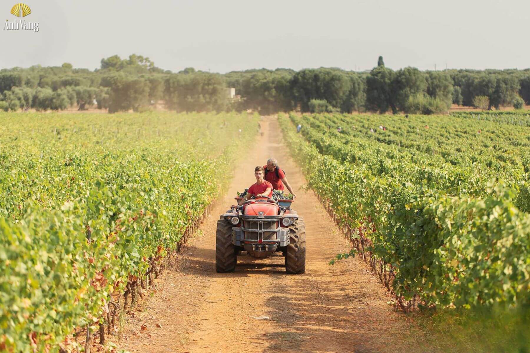 lich-su-giong-nho-malvasia-nera