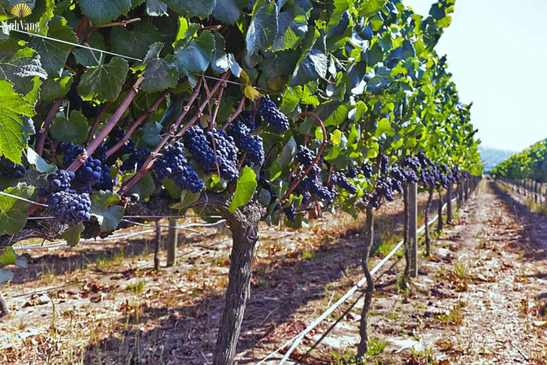 lich-su-nho-carmenere