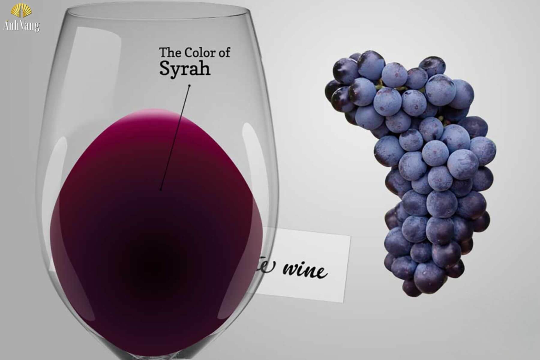 mau-sac-nho-syrah