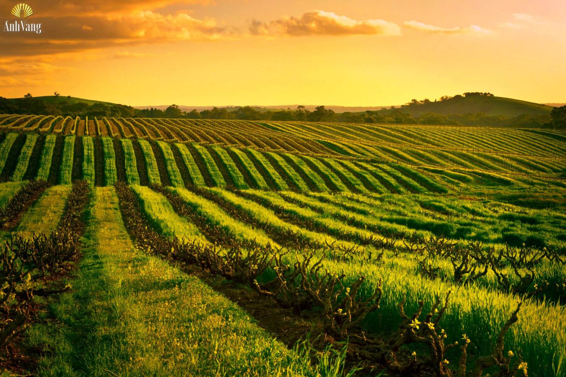 nguồn-goc-nho-marselan